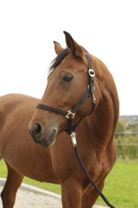 Kantar Hippo roz. 4, czarny