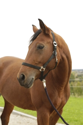 3906069a42eda5192f8db24800932f76