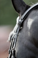 8aa19bfcd242569681a4e46f4293d829