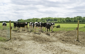 Elektryczna brama dla bydła, 3,6 m, zestaw, Kerbl
