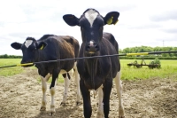 0a7b368435ef85e1f02e832619d7cffe