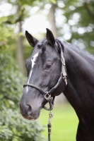 c9884d828882bead4f2ed8c336bec781