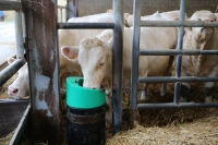 Poidło podgrzewane STALCHO, 24 V/50 W, La Buvette