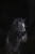 1d2278d9b700e3b1847c4168e3155215