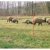 Siatka elektryczna dla owiec pastuch elektryczny 90cm/50m