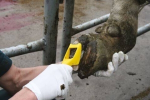 Zestaw do korekcji kopyt Walkease, roz. L, 10 szt, Kerbl