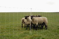 Siatka przeciwko wilkom OviNet Maxi, 50 m, 122 cm, podw. szpic, biało-niebieska, Kerbl