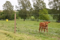 Plecionka ogrodzeniowa PlatinumLine biało-niebieska 300 m Kerbl