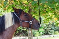 UCHWYT-MOCUJACY-LIZAWKI-SMAKOWEJ-DELIZIA-KERBL KOŃ.jpg