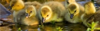 97399_kaczki-piskleta banner.jpg