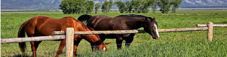 Covalliero-Siodlo-kompletne-czarne-pony-16-Rodzaj-wszechstronne.jpg